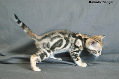 chaton bengal marble